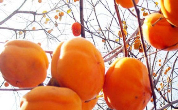 Fangshan Millstone Persimmon