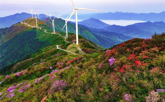 In pics: Magnificent view of blooming azalea flowers in E China’s Jiangxi