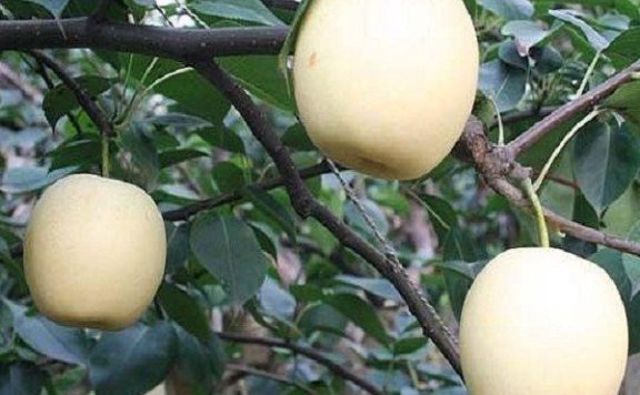 Weixian Pears