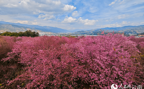 In pics: Cherry flowers in full bloom in SW China’s Yunnan