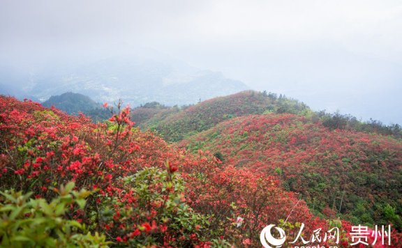 Azalea flowers attract tourists in SW China’s Guizhou