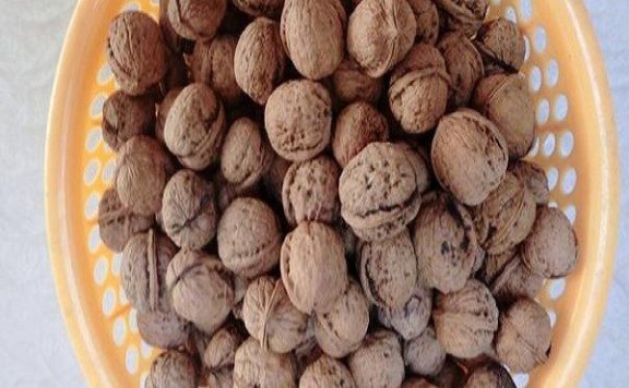 Kongshan Walnut