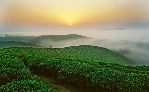 Anxi Tieguanyin Tea