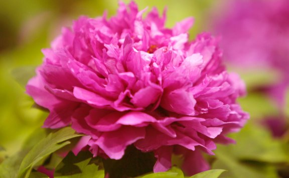 In pics: Peony flowers bloom in Luoyang, C China’s Henan