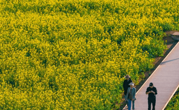 Cole flower fields draw visitors in SW China’s Yunnan