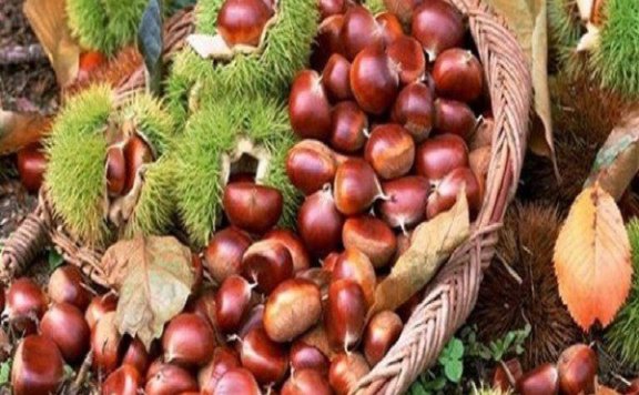 Shucheng Chestnuts