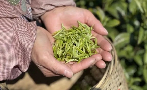 How Much Does a Pound of 2024 Shifeng Longjing Spring Tea Cost?