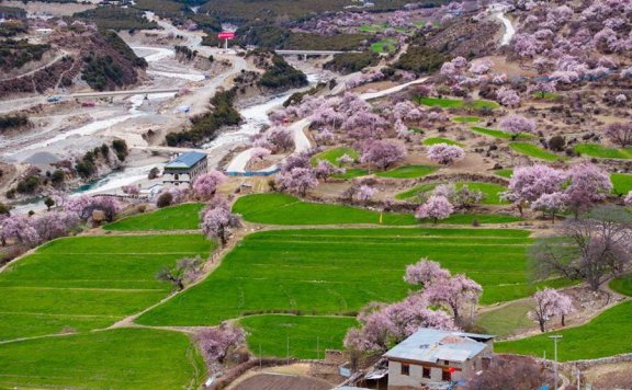 In pics: Blooming peach flowers in Lhari county, SW China’s Xizang