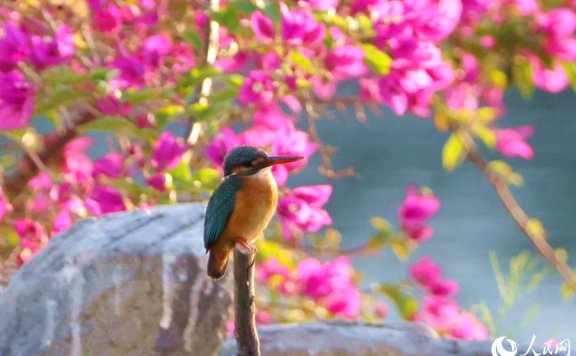 Colorful bougainvillea flowers in full bloom in Xiamen, SE China’s Fujian