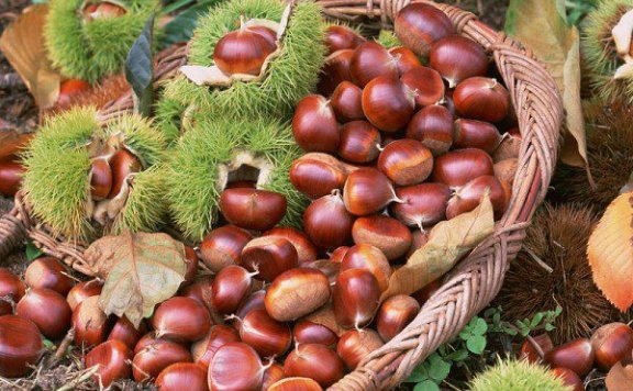 Lizhou Red Chestnuts