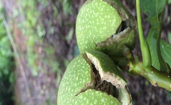 Great Liangshan Mountain Walnuts