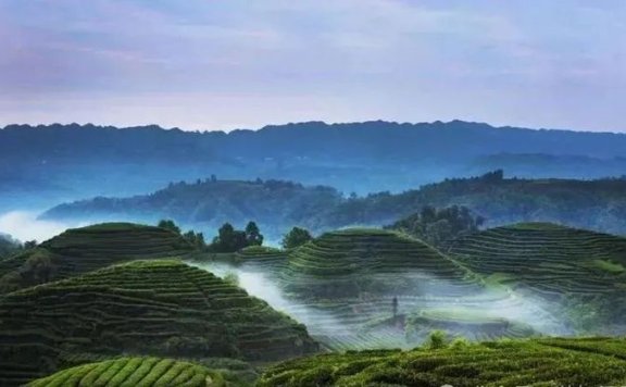 Mengding Ganlu, the Veteran of Teas, a Pioneer of Famous Teas