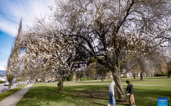 In pics: blooming cherry trees in Vancouver