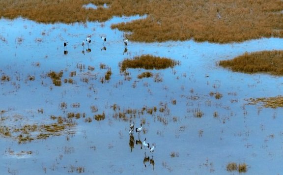 Black-necked cranes spotted in Caohai National Nature Reserve in SW China’s Guizhou