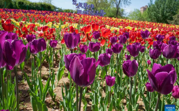 Feast your eyes on tulips in north China