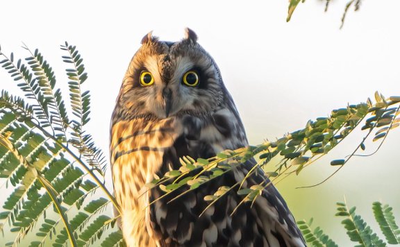 Rare short-eared owls appear in E China’s Xiamen