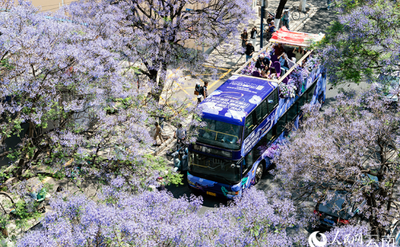 Blooming jacaranda trees turn road in SW China’s Kunming into wonderland