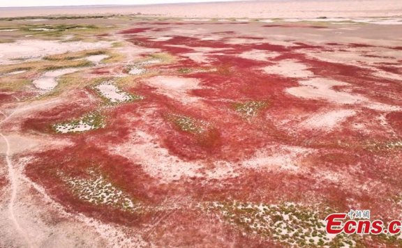 Seepweed turns wetland rosy red in autumn