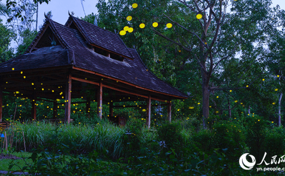 Romantic! Fireflies dance in the trees in SW China’s Yunnan