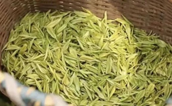 What is Mogan Yellow Bud Tea?