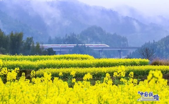 Train passengers left in awe of breathtaking golden rapeseed flower fields