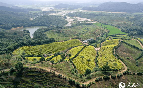 In pics: Picturesque scenery of ecological white tea garden in Jing’an, E China’s Jiangxi