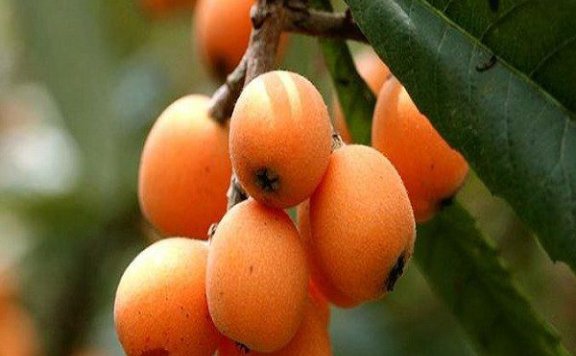 Tan Village Loquat