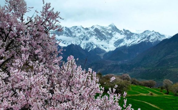 Peach blossoms attract tourists in SW China’s Xizang