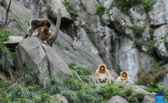 Sichuan golden snub-nosed monkeys seen at Yuhe area of Giant Panda National Park in NW China