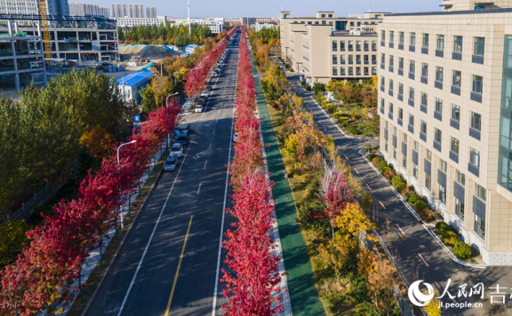 Changchun in NE China’s Jilin keeps fallen leaves on the ground to delight citizens with autumn splendor