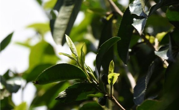 Features of Nannuo Ancient Tree Tea