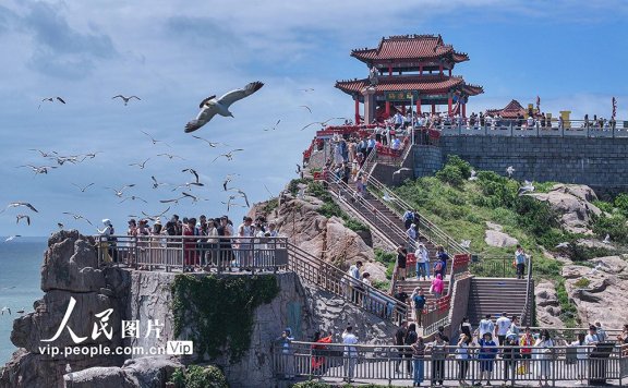 Black-tailed gulls attract visitors to east China’s coastal city