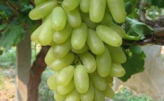 Xuanhua Milk Grapes