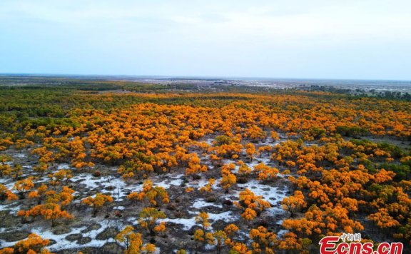 Golden populus euphratica forest in Xinjiang