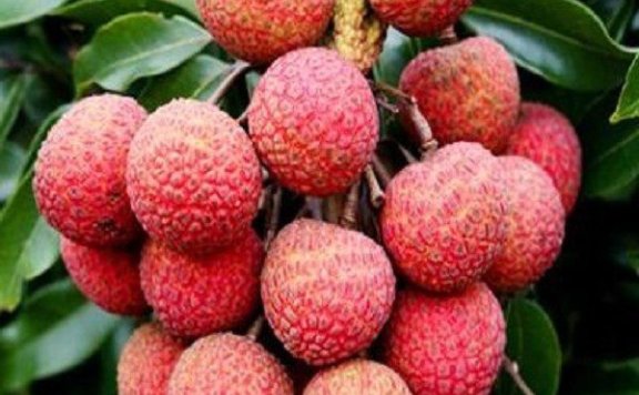 Hejiang Lychee