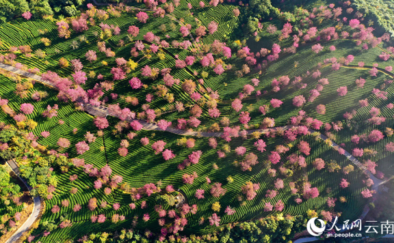 Cherry blossoms adorn winter in SW China’s Yunnan