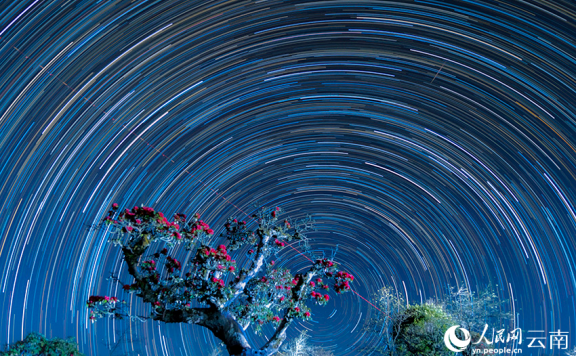 Romantic spectacle of rhododendrons coexisting with star trails in SW China’s Yunnan