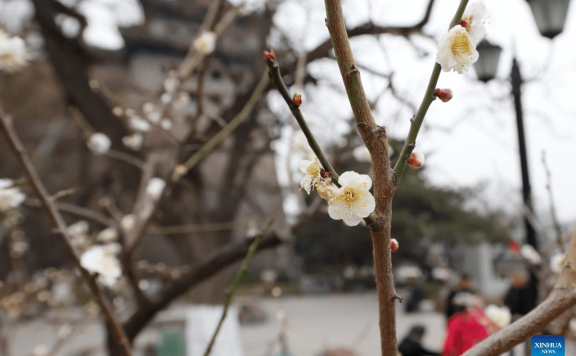 Visitors enjoy plum blossom in Beijing