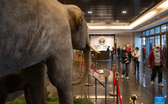 People visit China (Harbin) Forest Museum