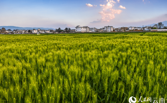 In pics: Wheat crops form beautiful view in spring in Dali, SW China’s Yunnan