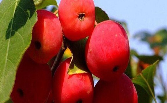 Huhe County Sea Buckthorn Fruit