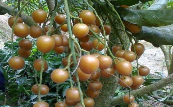 Yunan Seedless Yellow Loquat