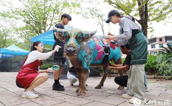 Colorful buffaloes attract attention in SW China’s Yunnan