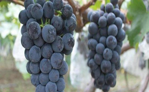 Huxian Grapes