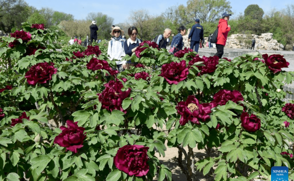 People enjoy blooming peonies at Yuanmingyuan Park in China’s Beijing