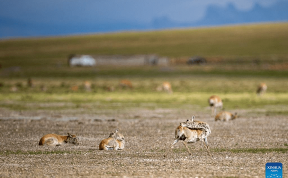 Tibetan antelopes embark on birth-giving season in SW China