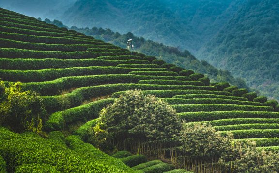 Longjing (Dragon Well) Green Tea