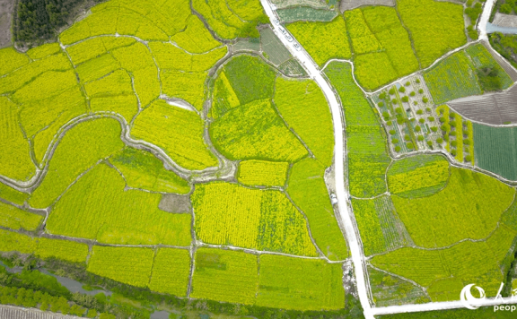 In pics: rapeseed flowers in full bloom in village in SE China’s Fujian