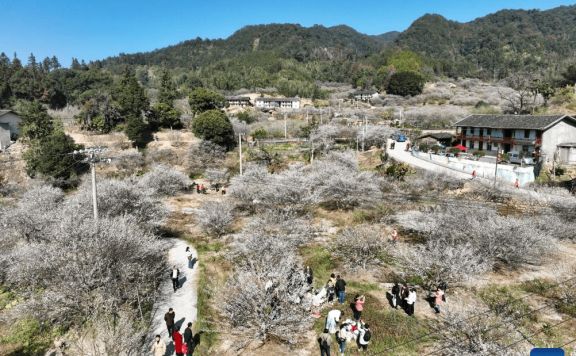 Green plum trees enter blossom season in Yongtai County, SE China’s Fujian