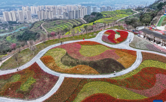 Tulips in blooming at scenic area in Chongqing